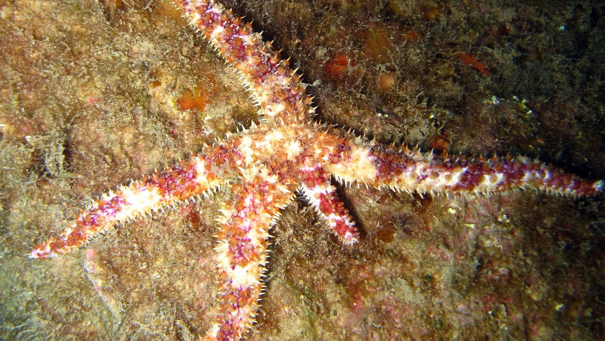 040 Etoile épineuse (Coscinasterias tenuispina).JPG - Etoile épineuse (Coscinasterias tenuispina)